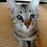 5月19日新田店に参加する猫びよりの保護猫14