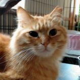 5月19日新田店に参加する猫びよりの保護猫16