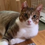 5月5日八千代店に参加する美浜ねこの会の保護猫01