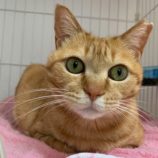 5月5日八千代店に参加する美浜ねこの会の保護猫02