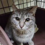 5月5日八千代店に参加する美浜ねこの会の保護猫04