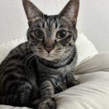 5月5日八千代店に参加する美浜ねこの会の保護猫05