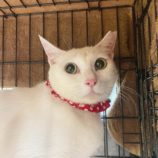 5月5日八千代店に参加する美浜ねこの会の保護猫06