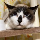 5月5日八千代店に参加する美浜ねこの会の保護猫07