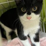 5月5日八千代店に参加する美浜ねこの会の保護猫08