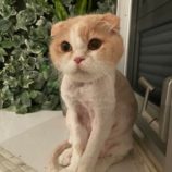 5月5日八千代店に参加する美浜ねこの会の保護猫09