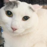 5月5日八千代店に参加する美浜ねこの会の保護猫10