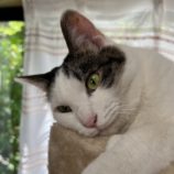 5月5日八千代店に参加する美浜ねこの会の保護猫11