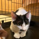 5月5日八千代店に参加する美浜ねこの会の保護猫13