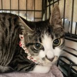 5月5日八千代店に参加する美浜ねこの会の保護猫14