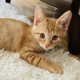 6月2日八千代店に参加する美浜ねこの会の保護猫01