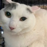 6月2日八千代店に参加する美浜ねこの会の保護猫02