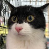 6月2日八千代店に参加する美浜ねこの会の保護猫03