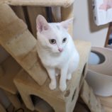 6月2日八千代店に参加する美浜ねこの会の保護猫04