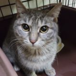 6月2日八千代店に参加する美浜ねこの会の保護猫05