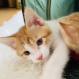 6月2日八千代店に参加する美浜ねこの会の保護猫06