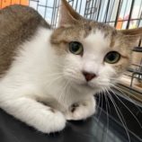 6月2日八千代店に参加する美浜ねこの会の保護猫08