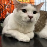 6月2日八千代店に参加する美浜ねこの会の保護猫09