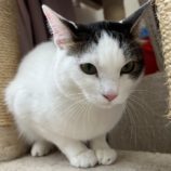 6月2日八千代店に参加する美浜ねこの会の保護猫10