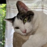 6月2日八千代店に参加する美浜ねこの会の保護猫12