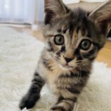 6月2日八千代店に参加する美浜ねこの会の保護猫13