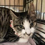 6月2日八千代店に参加する美浜ねこの会の保護猫15