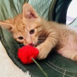 6月2日八千代店に参加する美浜ねこの会の保護猫16