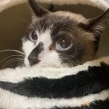 6月2日八千代店に参加する美浜ねこの会の保護猫17