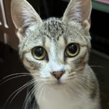 6月2日八千代店に参加する美浜ねこの会の保護猫18