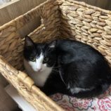 6月2日八千代店に参加する美浜ねこの会の保護猫19