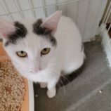 6月2日八千代店に参加する美浜ねこの会の保護猫20