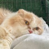 6月2日八千代店に参加する美浜ねこの会の保護猫22