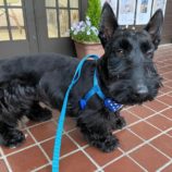 5月5日瑞穂店に参加するDogfamの保護犬01