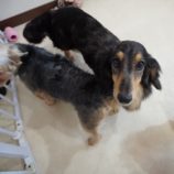 5月5日瑞穂店に参加するDogfamの保護犬03