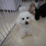 5月5日瑞穂店に参加するDogfamの保護犬05