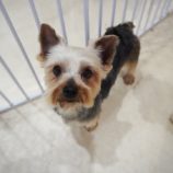 5月5日瑞穂店に参加するDogfamの保護犬06