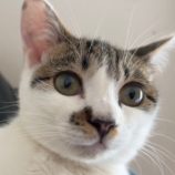 6月9日荒川沖店に参加するTeam.ホーリーキャットの保護猫01