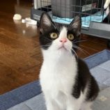 6月9日荒川沖店に参加するTeam.ホーリーキャットの保護猫02