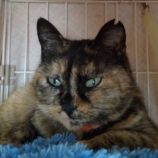 6月9日荒川沖店に参加するTeam.ホーリーキャットの保護猫03