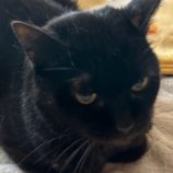 6月9日荒川沖店に参加するTeam.ホーリーキャットの保護猫04