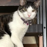 6月9日荒川沖店に参加するTeam.ホーリーキャットの保護猫05