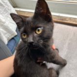 6月9日荒川沖店に参加するTeam.ホーリーキャットの保護猫06