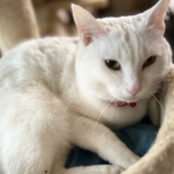 6月9日荒川沖店に参加するTeam.ホーリーキャットの保護猫07