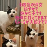 6月9日荒川沖店に参加するTeam.ホーリーキャットの保護猫08