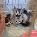 6月23日荒川沖店に参加する犬猫物語の保護猫01