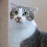 6月23日荒川沖店に参加する犬猫物語の保護猫02