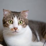 6月23日荒川沖店に参加する犬猫物語の保護猫03