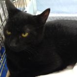 6月23日荒川沖店に参加する犬猫物語の保護猫04