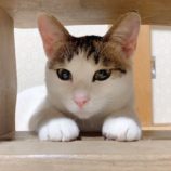 6月9日ひたちなか店に参加するネコスペ事務局の保護猫01