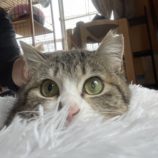 6月9日ひたちなか店に参加するネコスペ事務局の保護猫02